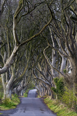 The Dark Hedges near Ballymoney, Co. Antrim, Northern Ireland. Featured in the Game of Thrones as the Kings Road.