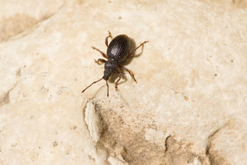 the black beetle