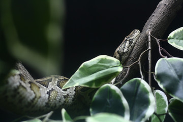 Brown snake