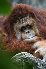 smiling Orangutan