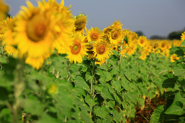 yellow sunflowers farm