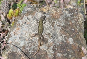 Mauereidechse Podarcis muralis in der Sonne auf einem Stein