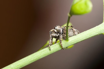 Naklejka premium the jumper spider