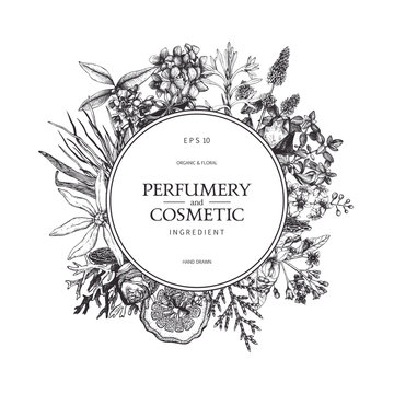 Vector design with hand drawn perfumery and cosmetics ingredients. Decorative background with vintage aromatic plants for perfumery