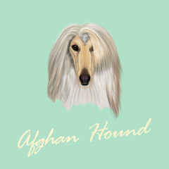 Vector Illustrated Portrait of Afghan Hound dog.