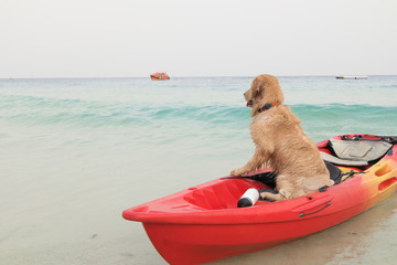 Adorable golden retrieval dog sit in boat.
He get wet from swimming in sea, waiting and looking for someone coming at beach