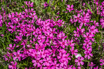 pink dahlia / Beautiful pink spring magnolia flowers / Pink flowers in soft style for background / Pelargonium geranium group bright cerise pink flowers