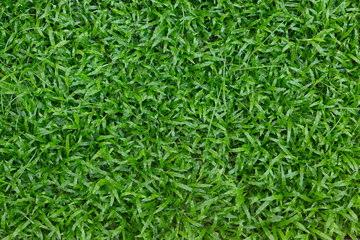 green grass turf