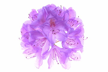 Naklejka na ściany i meble Violet rhododendron head flower isolated on white background