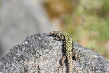 Mauereidechse Podarcis muralis in der Sonne auf einem Stein