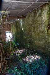 Interior of destroyed house with vegetation wet