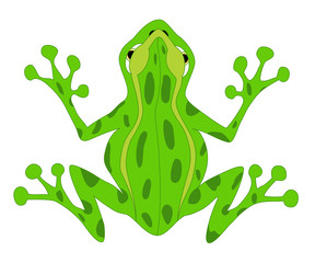 cartoon frog 