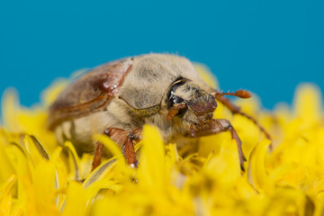 the big Chafer