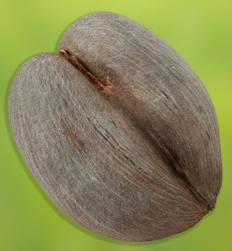 noix de coco-fesses de la vall&eacute;e de Mai, Seychelles