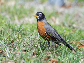 American Robin