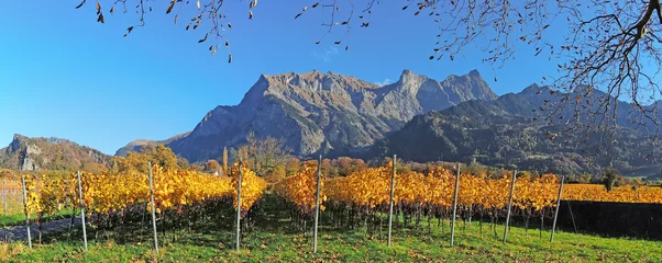 Foto op Plexiglas vineyards autumn    © Matteo Ceruti