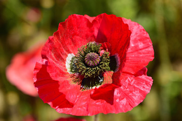 ポピーの花/Poppy flower
