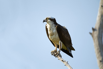 Osprey in Tree