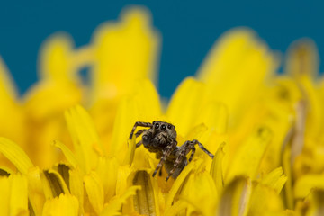 the jumper spider