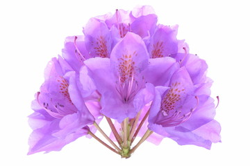 Obraz premium Violet rhododendron head flower isolated on white background