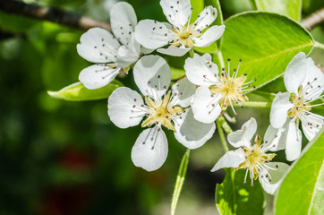 Spring blooming on sour cherry tree branches / cherry sakura blooms in soft background of flowering branches and sky, early spring white flowers bokeh / apple tree blooming / flowers
