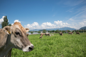 Fototapeta na wymiar Kuh auf der Weide am Grasen