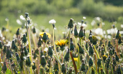 Field of mixed blooming state dandelions