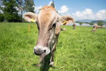 Kuh auf der Weide am Grasen