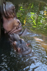 Young hippopotamus with her mother in a zoo