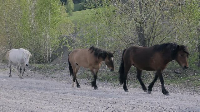 horses on the road in village