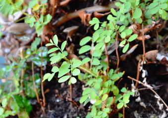 little weed plant grow in forest