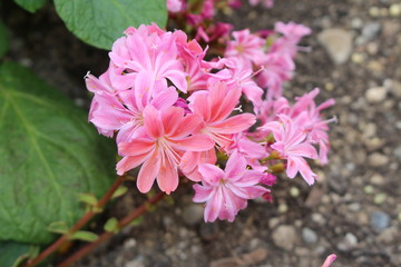 "Siskiyou Lewisia" flowers (or Cliff Maids) in St. Gallen, Switzerland. Its scientific name is Lewisia Cotyledon, native to North America (Oregon and California).