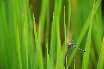 Dragonfly in the paddy rice