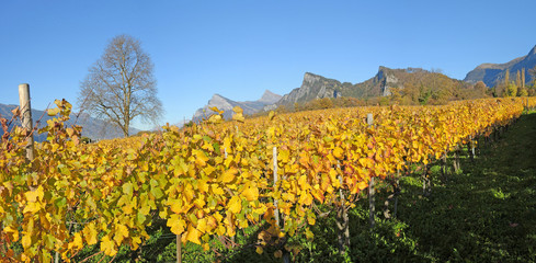 Fototapeta na wymiar vineyards autumn 