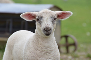 Close up of a young lamb