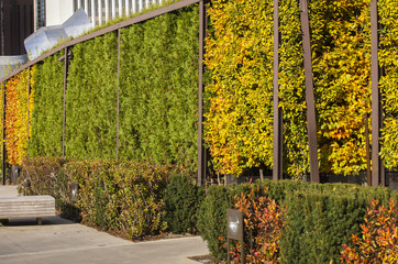 autumn leaves in millenium park chicago