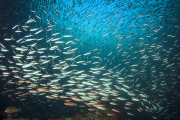 Fototapeta na wymiar Fish and coral reef underwater in Indian Ocean, Thailand