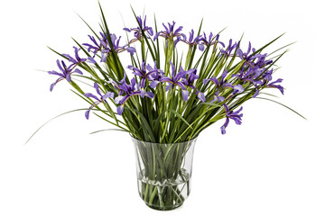 Flowers of Iris pseudacorus in glass vase,isolated on white back