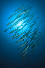 Fototapeta na wymiar Barracuda fish in Andaman Sea, Thailand