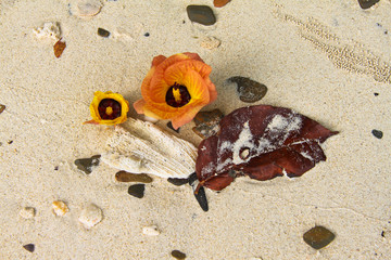 A composition of sea hibiscus (hibiscus tiliaceus), leaf and coral on the sand