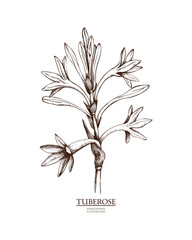 Ink hand drawn tuberose (Polianthes tuberosa) isolated on white background. Vector illustration of highly detailed aromatic plant. Perfumery ingredient and materials.