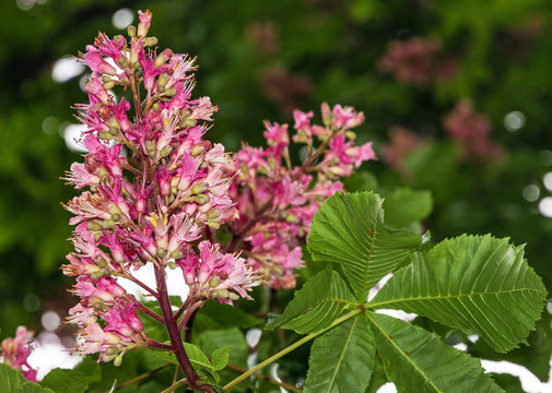 chestnut tree in spring time, pink flowers