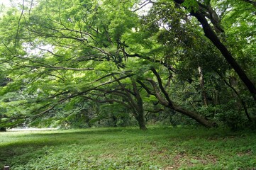 明治神宮の木のアーチ