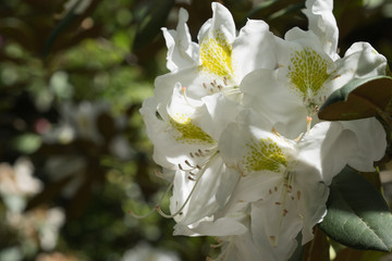 Weisse blume in voller Blüte Freigestellt