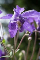 Violette Ackelei Freigetellt