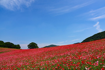 ポピー畑/Poppy field