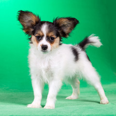 Portrait of a Papillon puppy