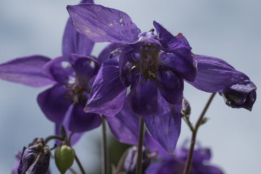 Violette Ackelei Freigetellt