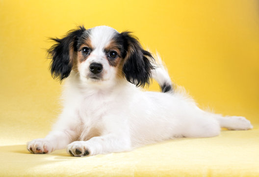 Portrait of a Phalene puppy