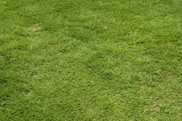 Green grass background